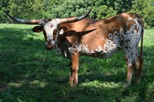 RR Spiced Zena