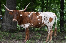 RR Spotted Vaca