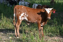 RR Sugared Zena (Calf 2024)