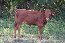 RR Girleys Kickstart (Calf 2024)