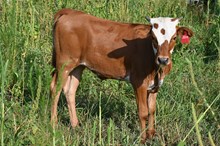 RR Modelas Charm (Calf 2024)
