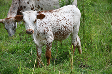 RR Liberty Casanova x TBD (2025)