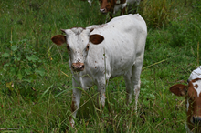 RR Carmela Beauty x TBD (2025)