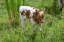 RR Fire Cracker Beauty x TBD (2025)