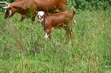 RR Modela Snowflake x TBD (2025)