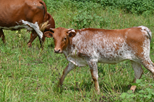 RR Prings Classic x TBD (2025)