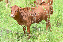 RR Spotted Vaca x TBD (2025)