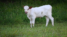 RR Dixie Kup x TBD (2025)