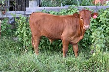 RR Spotted Vaca x TBD (2025)