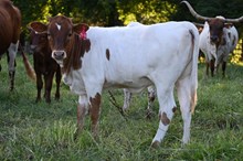 RR Super Tierra x TBD (2025)