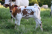 RR Fire Cracker Beauty x TBD (2025)