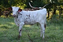 BT Rainmaker x TBD (2025)