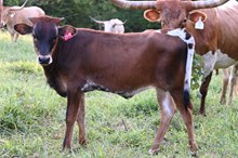 RR Lazy Sway x TBD (2025)