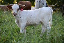 RR Dixie Kup x TBD (2025)