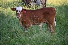 RR Modela Snowflake x TBD (2025)