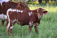 RR Spotted Belle x TBD (2025)