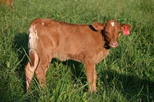 RR Lightning Bolt x TBD (2025)