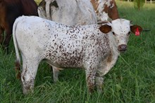RR Sugared Zena x TBD (2025)