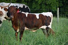 RR De Vita Gold x TBD (2025)