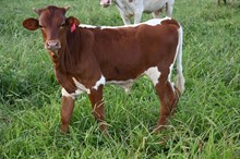 RR Girleys Kickstart x TBD (2025)