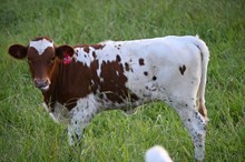 RR Briana Kickstart x TBD (2025)