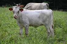 RR Carmela Beauty x TBD (2025)