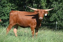 Rambella