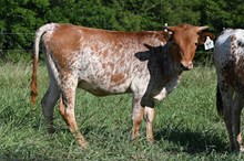 RR Prings Classic x TBD (2025)