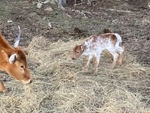 RR Prings Classic x TBD (2025)